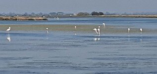 2021-09-25 10.31.18 Bei den Flamingos in den Salinen.jpg